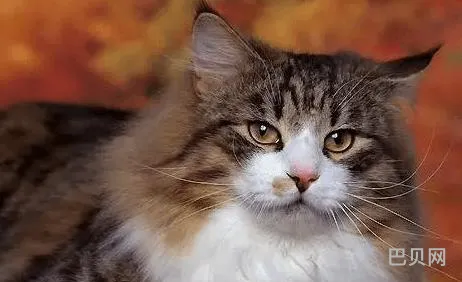 十大宠物猫排名(42种猫的图片)