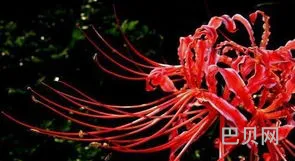 彼岸花的真正花语(彼岸花最惊艳的一句)