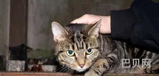 一款很久以前和猫有关的游戏(小猫游戏单机猫游戏)